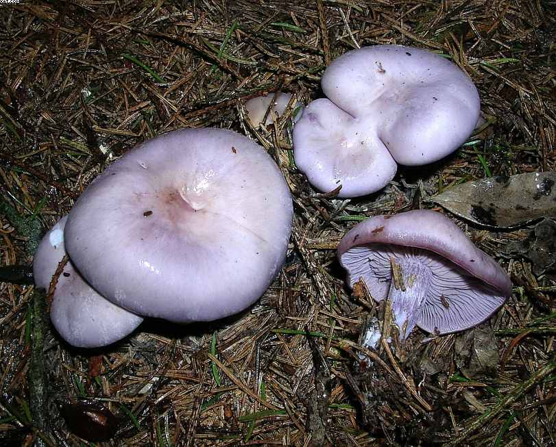 Oltingue  ( FRA )    24. Aprile 2005